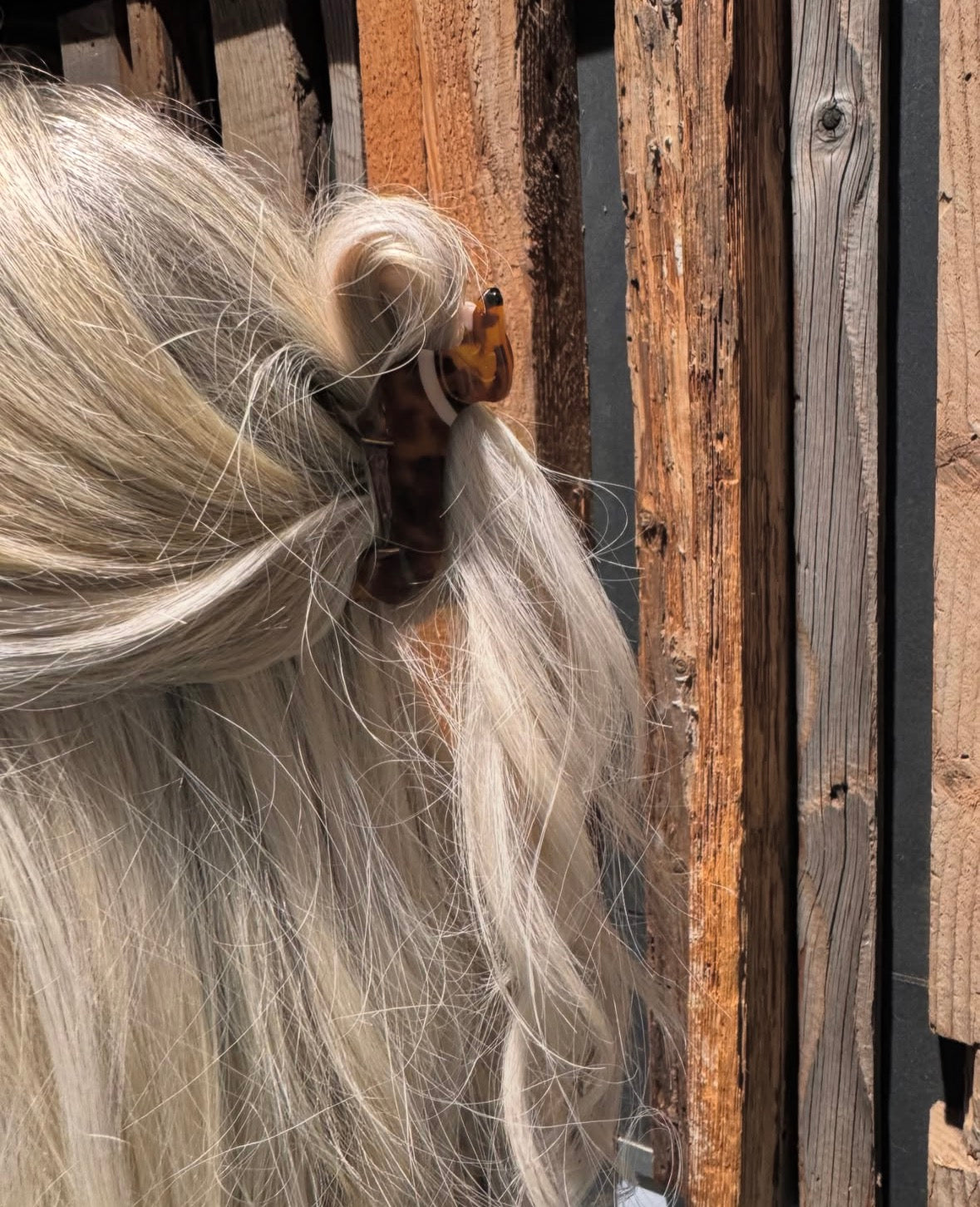 Dachshund clip